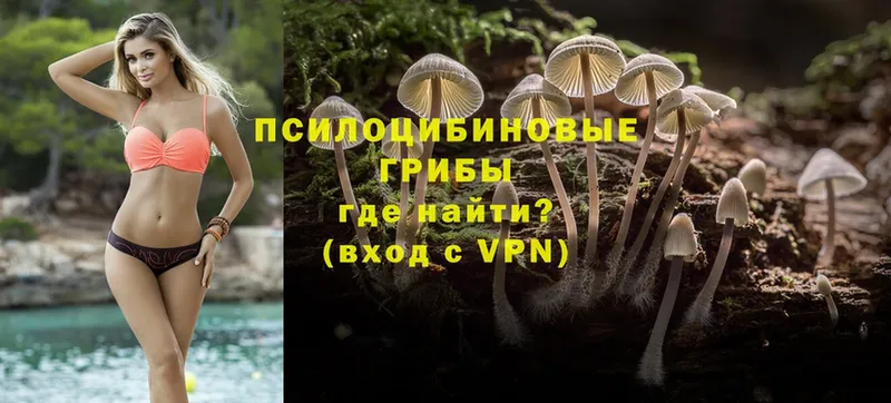 где продают   Каменск-Шахтинский  Галлюциногенные грибы Psilocybe 